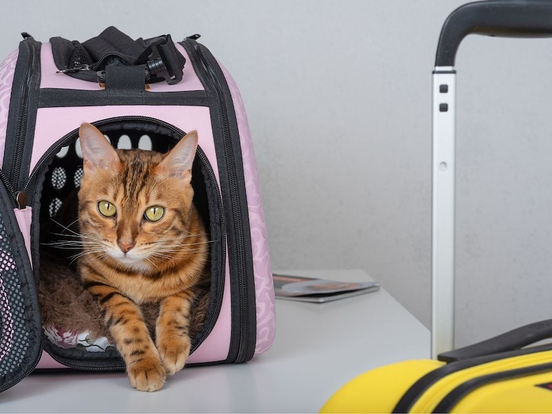 kitty-the-historic-santa-maria-inn sewer cleaning service, plumbing services, plumbers in anniston, Residential Plumbing, Commercial Plumbing, sewer jetting service in oxford al,