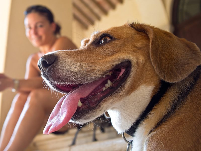 pet-friendly-fees-and-information-the-historic-santa-maria-inn commercial plumbing in oxford al,